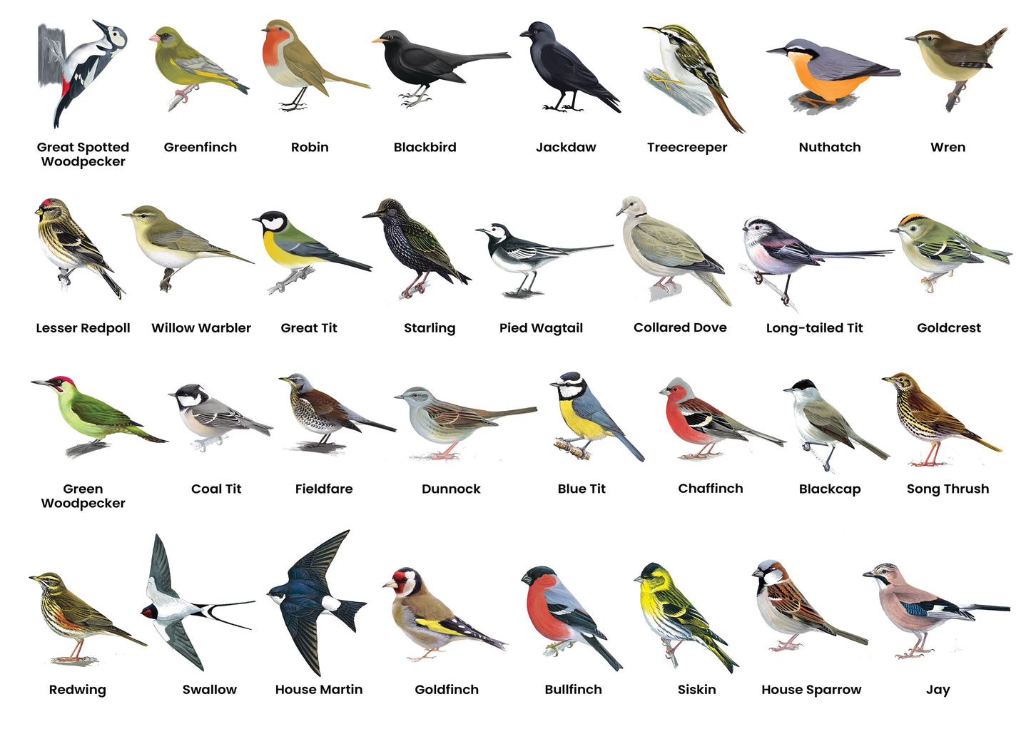 British Birds A3 Print (MINIMUM ORDER QUANTITY x 4 )