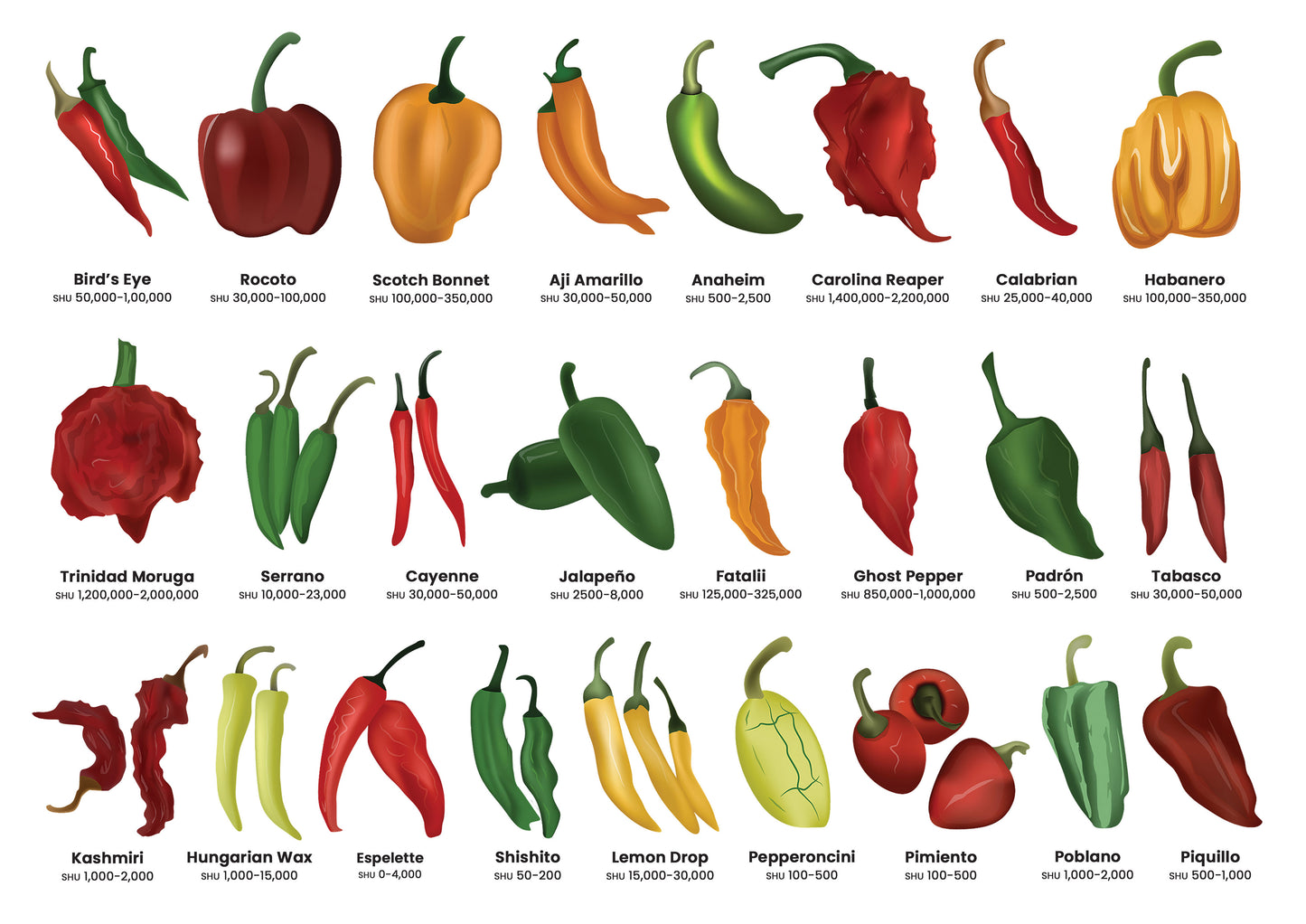 Chillies A3 Print (MINIMUM ORDER QUANTITY x 4 UNITS)