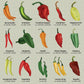 Chillies Greetings Card (150x150 blank)