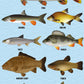 Coarse Fish A5 Softback Notebook